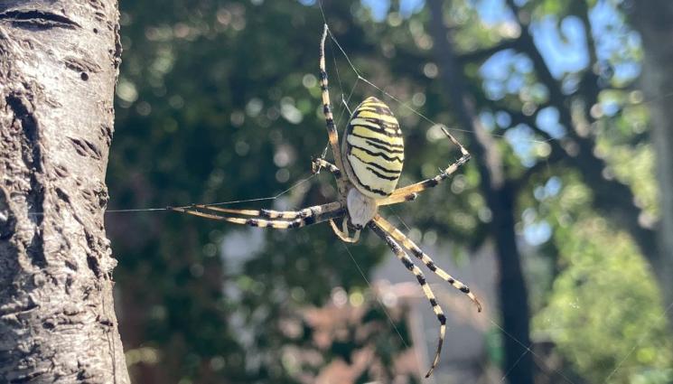 тигров паяк - БЪДЕТЕ НАЩРЕК: Огромни тигрови паяци плашат градинарите у нас!