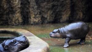 Зоологическата градина в Берлин набира персонал за къпане на хипопотамче