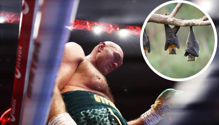 Тайсън Фюри - Прилепи нокаутираха Фюри