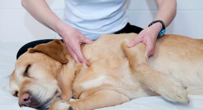 куче наранено