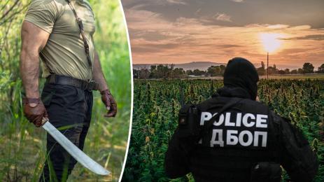 коноп растения