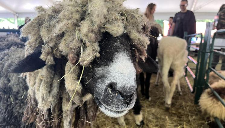 овца - Агро Телеграф: Ветеринари дебнат за овча чума по границата