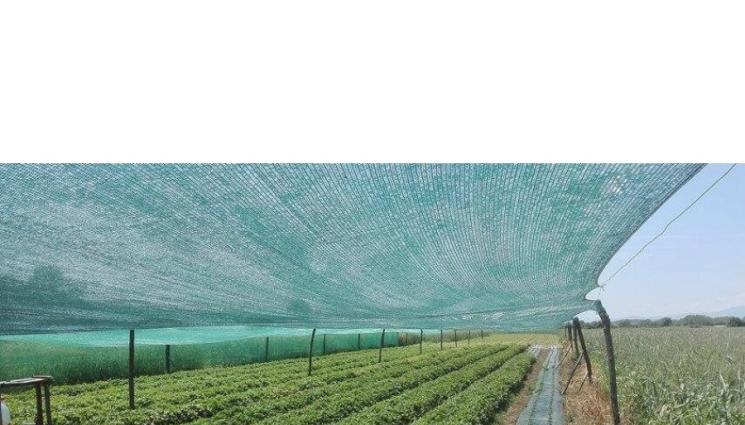 мрежи реколта - Агро Телеграф: Спасяват реколтата от жегите с мрежи
