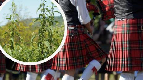 коприва шотландски полички