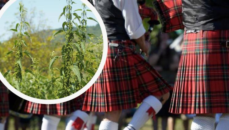коприва шотландски полички - Агро Телеграф: Като не може от коноп, шием дрехи от коприва