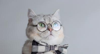 домашна котка