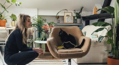 домашна котка