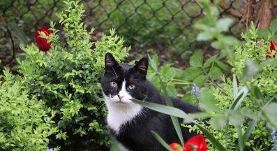 котка навън