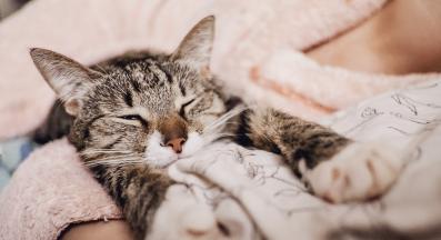 котка със стопани