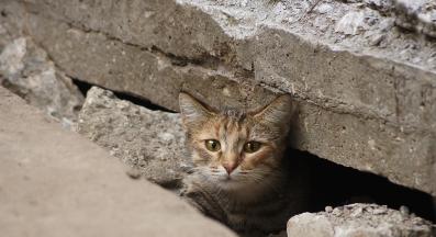 котка навън