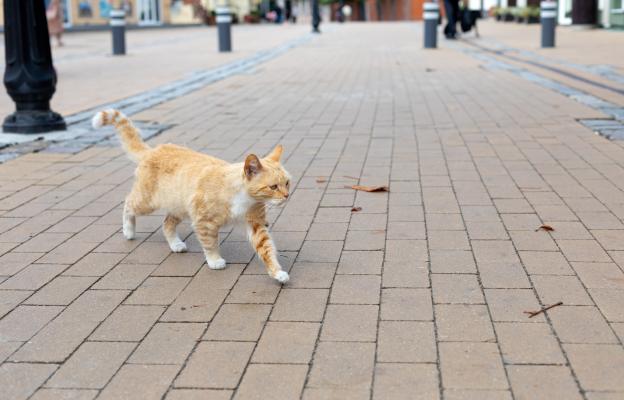 котка навън