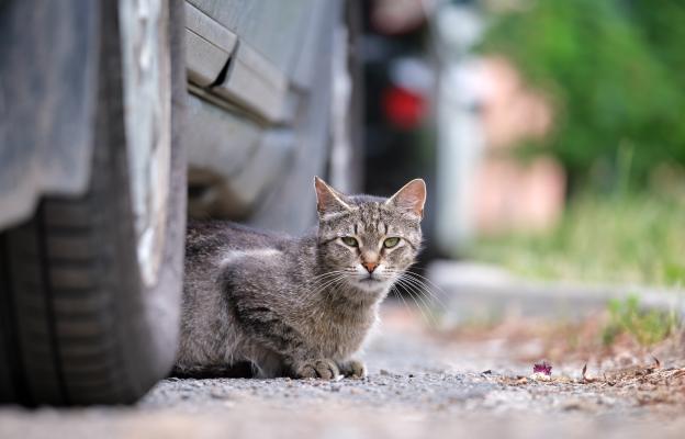 котка навън