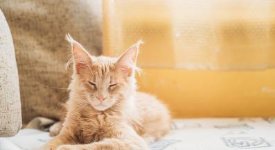 домашна котка