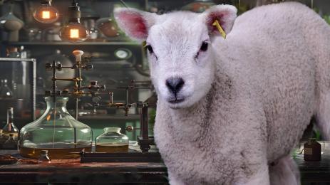 агне в епруветка