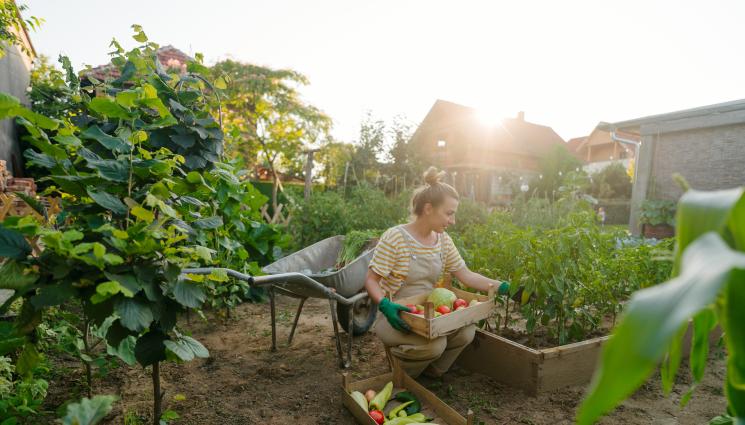 зеленчуци - ЗДРАВЕ с Телеграф: Бактерии заразяват зеленчуците отвътре