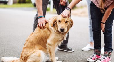 куче и човек