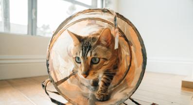 котка играе