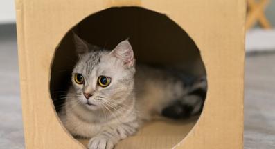 домашна котка