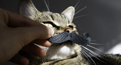 котешки мустаци