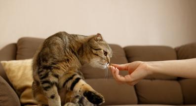 домашна котка