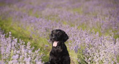 куче лавандула