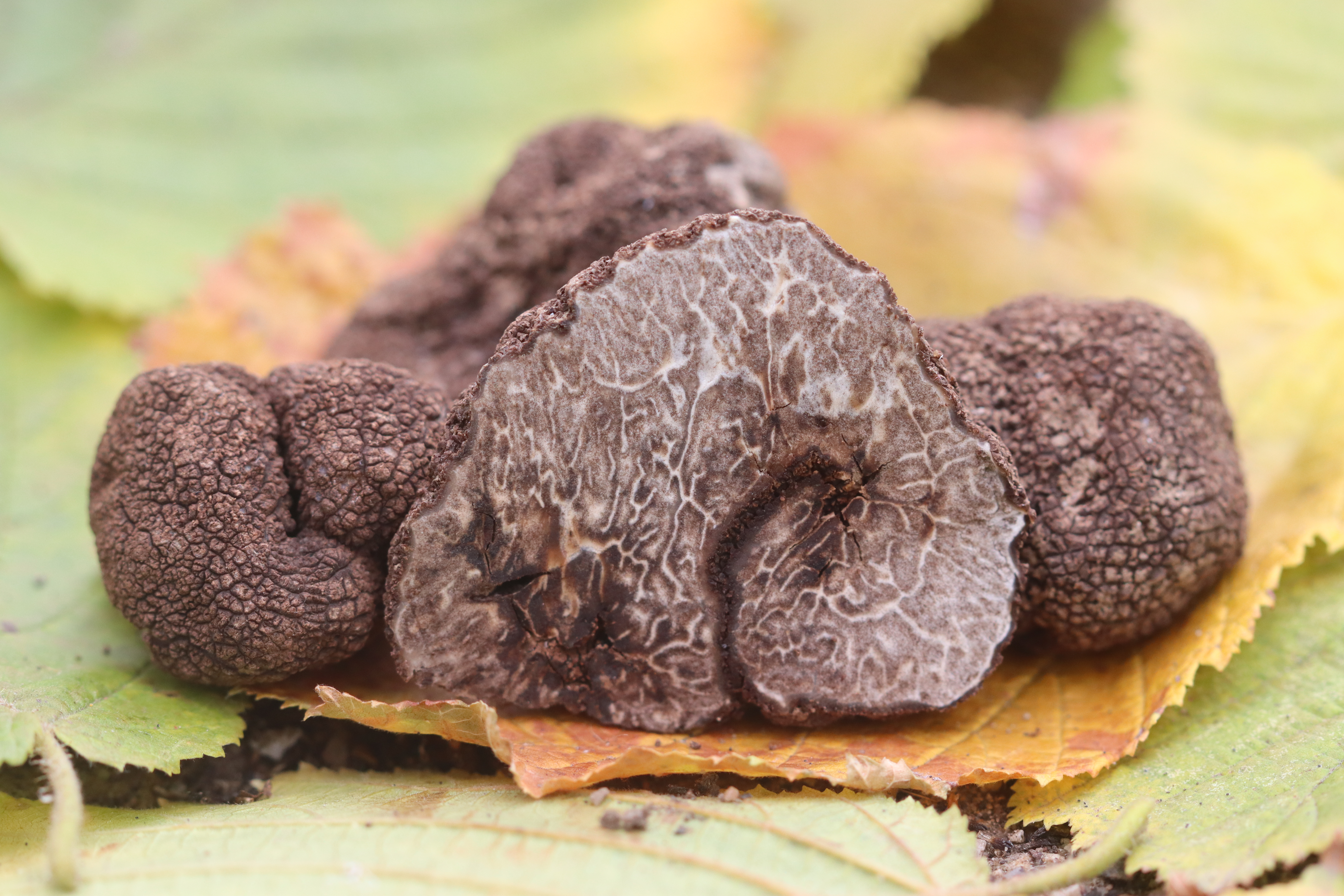 Тракийски трюфел