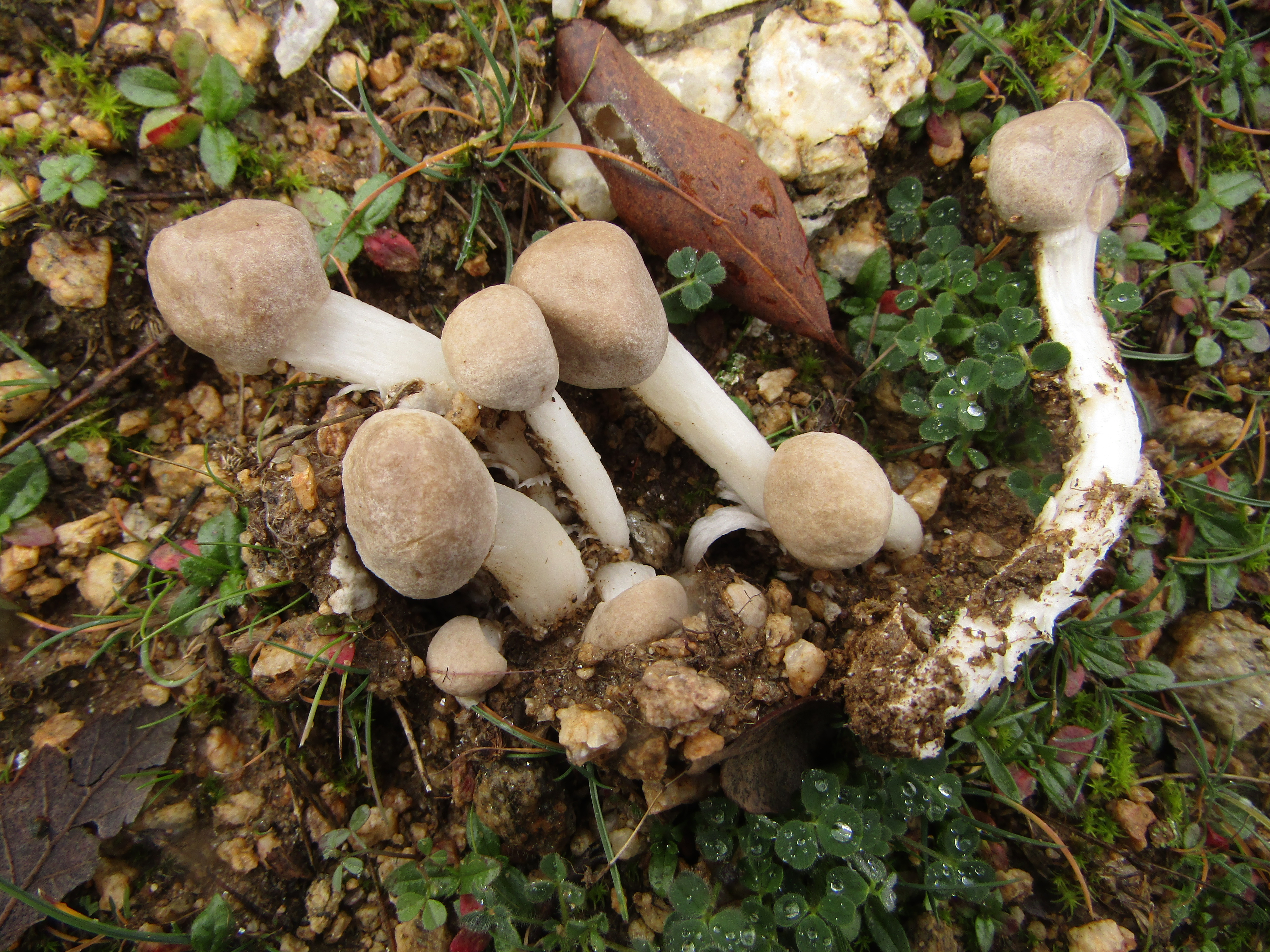 Скритоплодна мухоморка