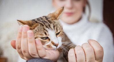 домашна котка