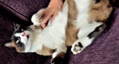 домашна котка