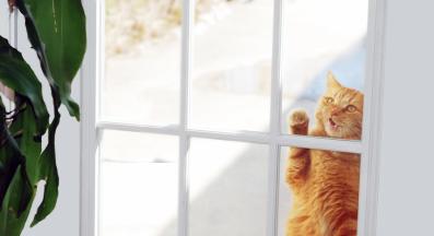 котка драска по прозорци