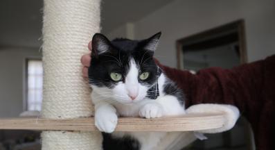 котка драска