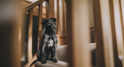 куче объркано