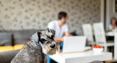 Мини шнауцер