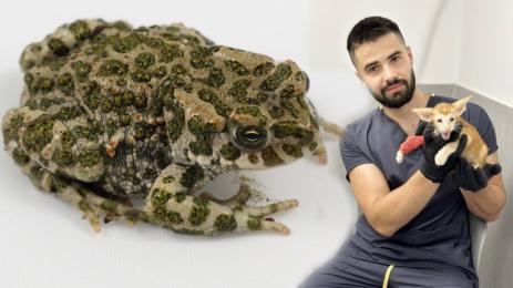 крастава жаба