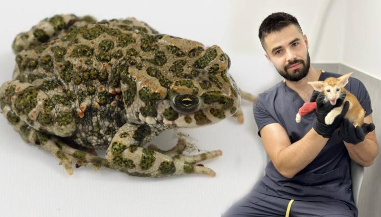 крастава жаба - АМИ СЕГА: Крастави ли са наистина краставите жаби?!