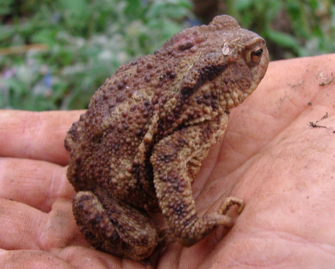 крастава жаба