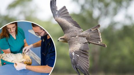 Зелени балкани птица