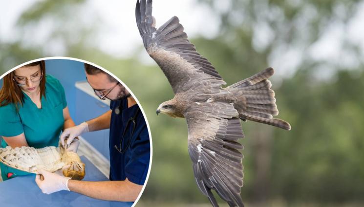 Зелени балкани птица - ДОБРО ДЕЛО: Пуснаха на свобода излекувани грабливи птици (СНИМКА)