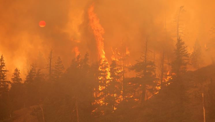 пожар - Пожарът в Старозагорско унищожи около 5000 декара растителност