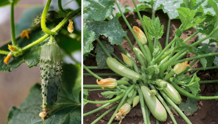 агро - Агро Телеграф: Листопадът започна 2 месеца по-рано!