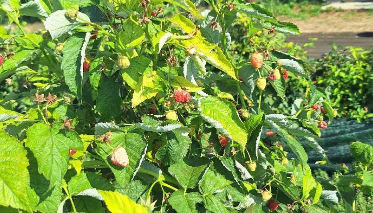 агро - Агро Телеграф: Течно засенчване пази реколтата от слънчев пригор (СНИМКИ)