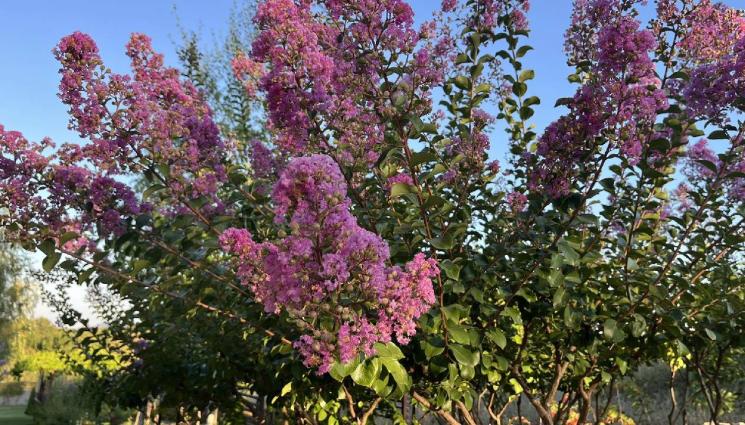 агро - Агро Телеграф: Индийският люляк цъфти цяло лято