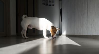 куче ближе пода