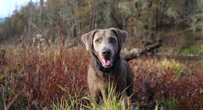 възрастно куче