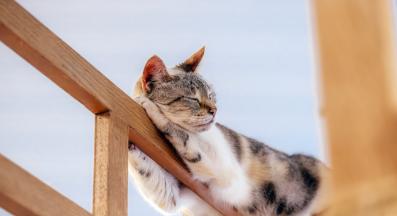 домашна котка