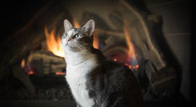 котка до камина