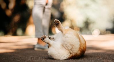 куче смешно