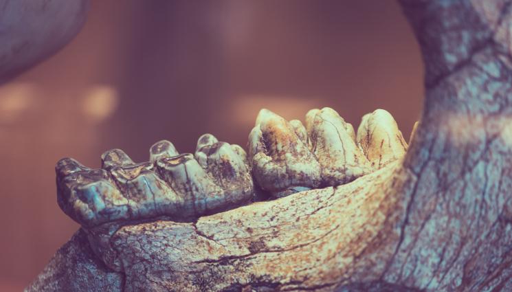 динозавър - В БГ находище на динозаври откриха останки на древно чудовище (ИЛЮСТРАЦИИ)