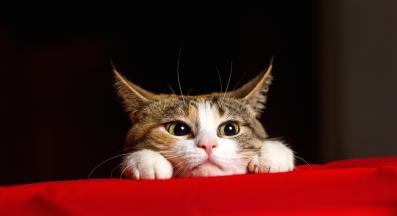 домашна котка