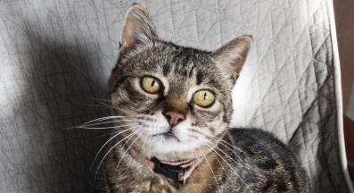 котка с нашийник